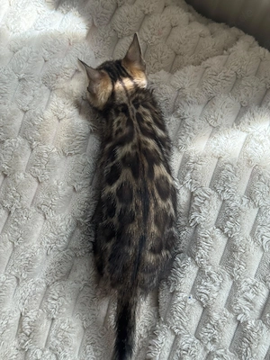 Schöne Bengal-Kitten zum Reservieren !