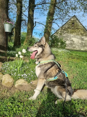 Siberian Husky Deckrüde