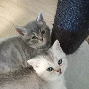 BKH Britisch Kurzhaar Kitten ,2Junge ist noch frei. 