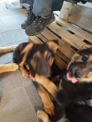 1 Schäferhundwelpen Rüden Suche ein Zuhause 