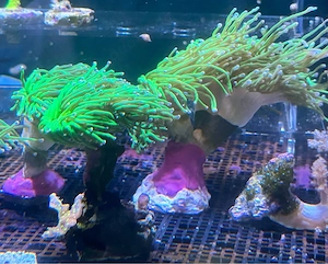 Euphyllia Toxic Green