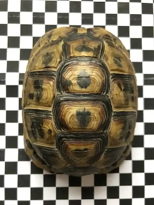 Testudo graeca nabeulensis NZ19
