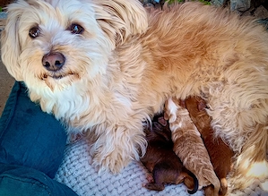 Maltipoo Malteser Zwergpudel 