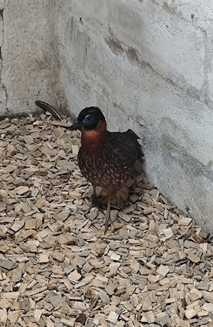 Fasane temnik tragopan