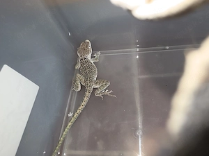 Verkaufe 1.1 Halsbandleguane inkl. Terrarium Bild 2