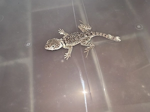 Verkaufe 1.1 Halsbandleguane inkl. Terrarium Bild 5