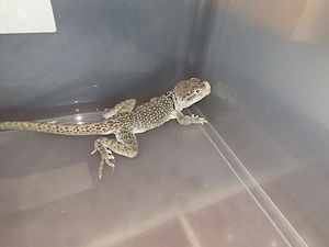 Verkaufe 1.1 Halsbandleguane inkl. Terrarium