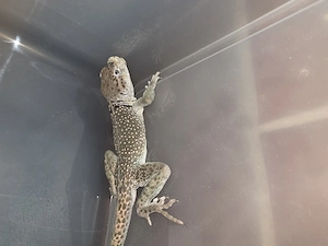 Verkaufe 1.1 Halsbandleguane inkl. Terrarium Bild 3