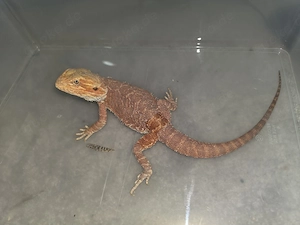Verkaufe meine Bartagame 1.0 Hypo Red inkl. großem Terrarium Bild 3