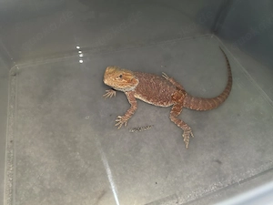 Verkaufe meine Bartagame 1.0 Hypo Red inkl. großem Terrarium