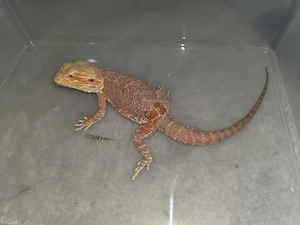 Verkaufe meine Bartagame 1.0 Hypo Red inkl. großem Terrarium Bild 2