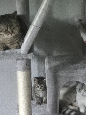 2 wündwrschönen kitten 9 woche alt  Bild 4