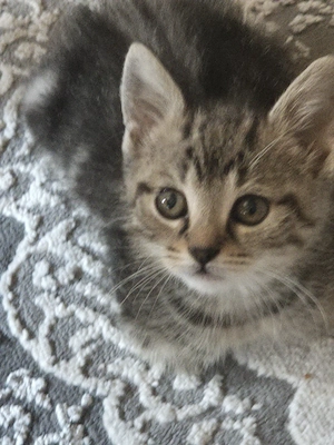 2 wündwrschönen kitten 9 woche alt  Bild 2