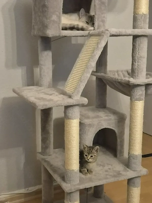 2 wündwrschönen kitten 9 woche alt  Bild 3