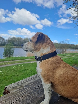 Jack Russel Hündin 