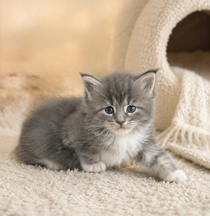 Zauberhafte Maine Coon Babys 