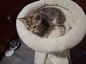 süße Katzenmädchen 