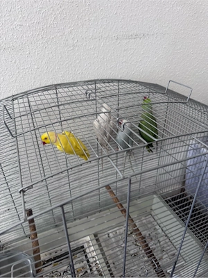 Halsbandsittiche Mit käfig