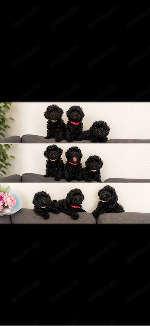 Toypudel x Shih-Tzu-Westie Welpen liebevoll aufgezogen