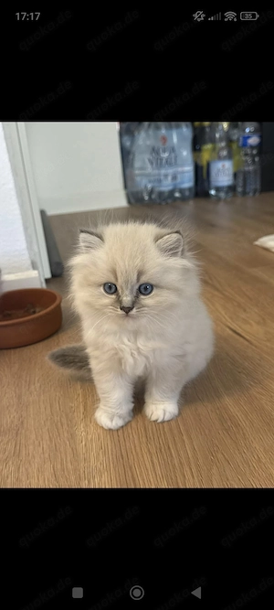 Katzebabys Kitten 