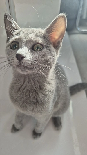 Süße Babykatze sucht ein liebevolles Zuhause  Bild 3