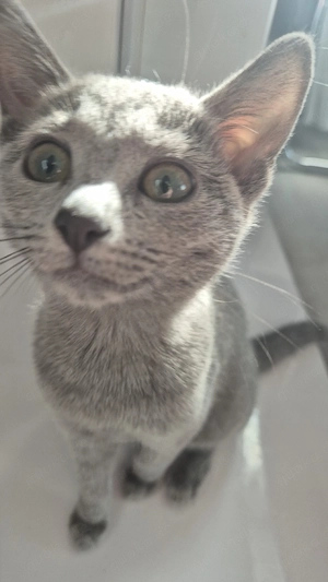 Süße Babykatze sucht ein liebevolles Zuhause  Bild 2