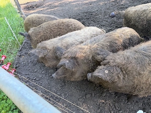 Wollschweine zu Verkaufen 