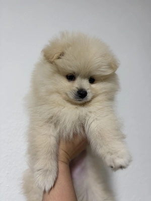 Süßer Pomeranian sucht neues Zuhause