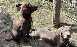 Reinrassige Labradorwelpen suchen ein wundervolles Zuhause Bild 3