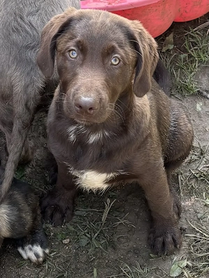 Aussidor-Mix-Welpen suchen ihr Zuhause