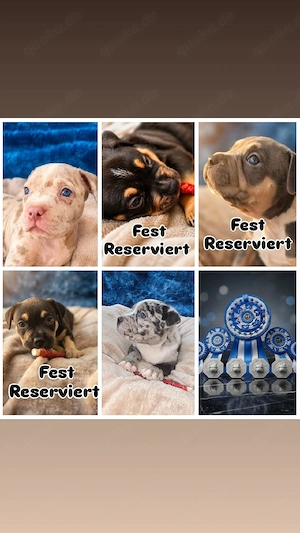 American Bully Welpen ABKC registriert | Top Abstammung