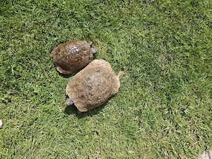 Landschildkröte