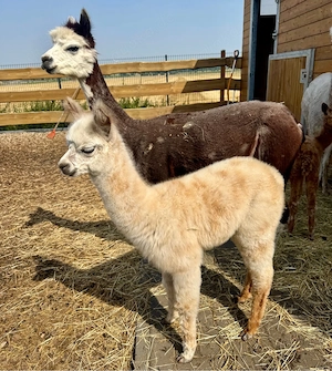 Appaloosa Huacaya Alpaka Stute 