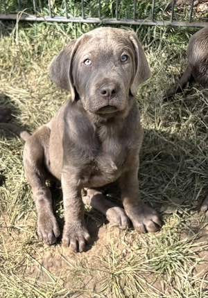 Reinrassige Labradorwelpen suchen ein wundervolles Zuhause Bild 4