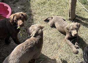 Reinrassige Labradorwelpen suchen ein wundervolles Zuhause