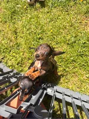 Zwergdackel welpen 