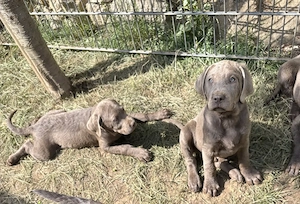 Reinrassige Labradorwelpen suchen ein wundervolles Zuhause Bild 2