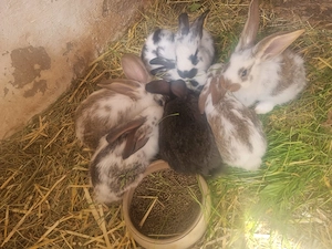 Haste  Kaninchen Riesen kreuzung