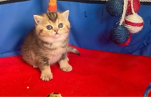 BKH Kitten Junge 