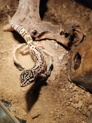 Schöne Leopardgecko-Nachzuchten von 2025 (weiblich inkubiert)