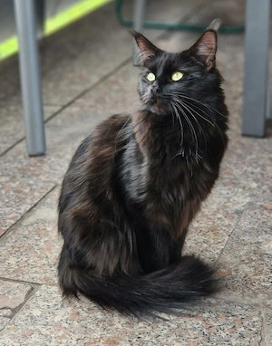 Maine Coon -Mix kitten 