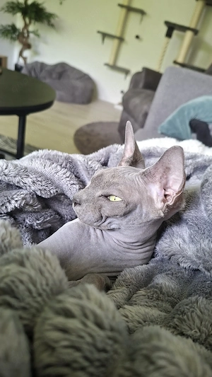 Katze Snoopy sucht für immer Zuhause   Bild 4