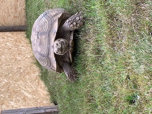 Geochelone Sulcata Zuchtgruppe 1.2