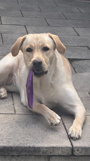 Labrador- Goldi mix 