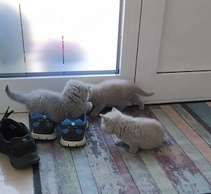 3 reinrassigen BKH Kitten Blau Lilac