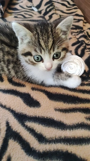 Baby Katze 6 Woche alt. 