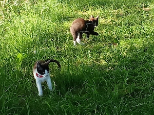 Kitten 14 Woche jung