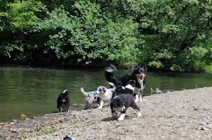 Australian Shepherd Welpen Aussies