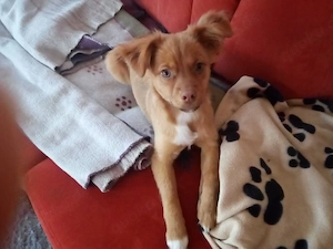 Eine Süße Mix - Papillion Welpen abgeben Bild 8
