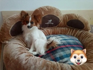 Eine Süße Mix - Papillion Welpen abgeben Bild 7